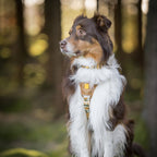 Woolly Wolf Cloudbeam Dog Harness