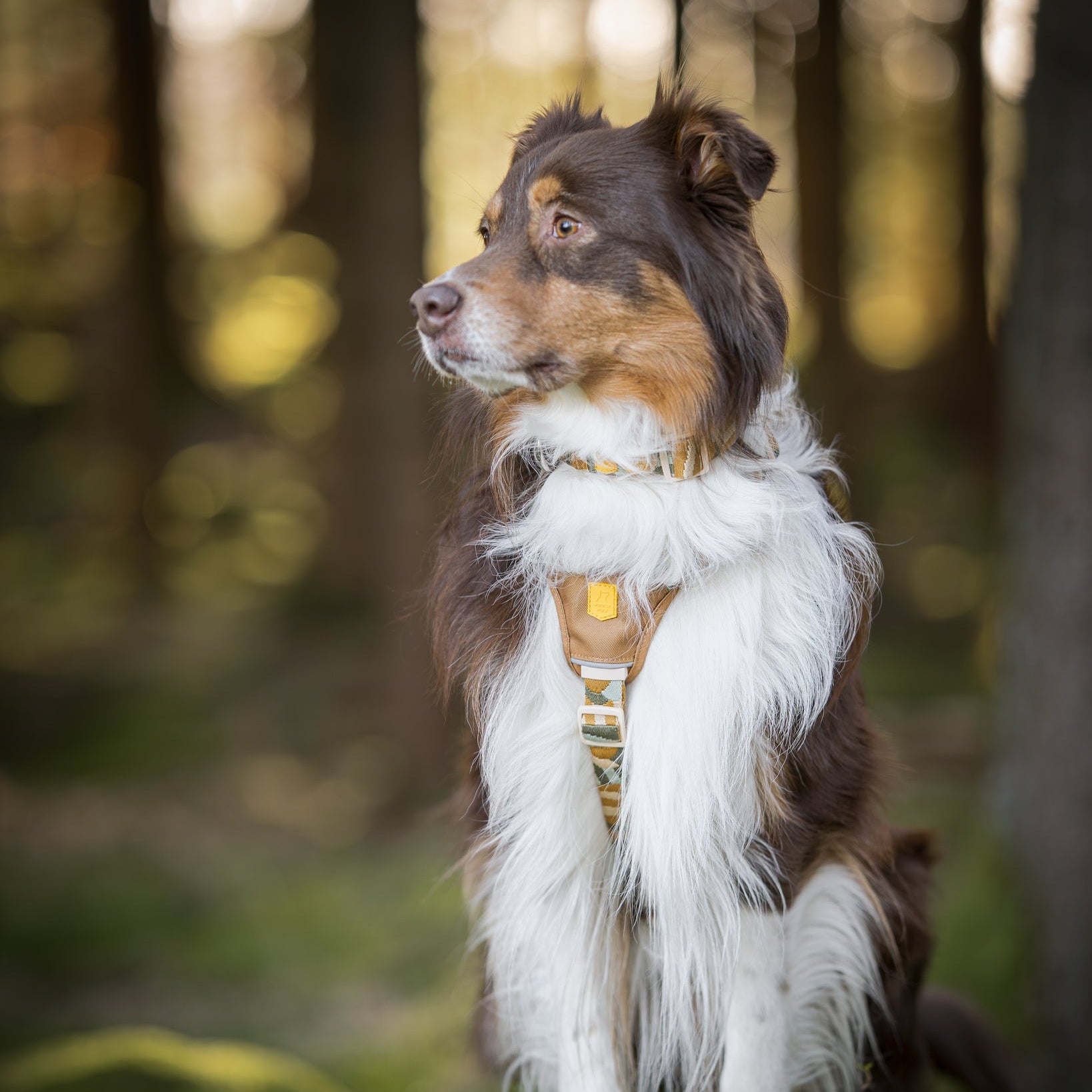 Woolly Wolf Cloudbeam Dog Harness