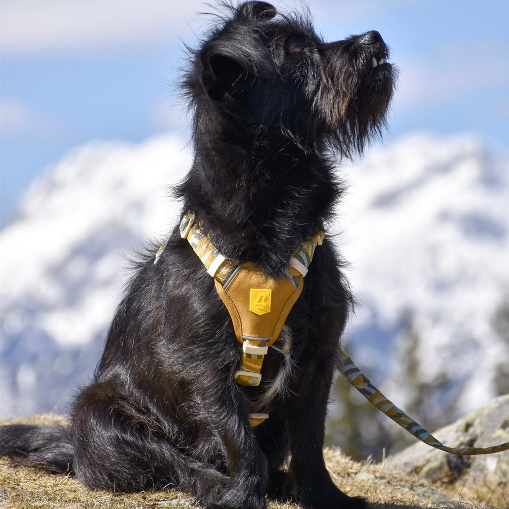 Woolly Wolf Cloudbeam Dog Harness