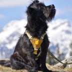 Woolly Wolf Cloudbeam Dog Harness