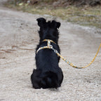 Woolly Wolf Cloudbeam Dog Leash