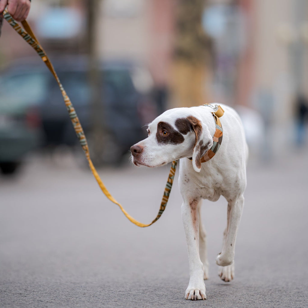 Woolly Wolf Cloudbeam Dog Leash