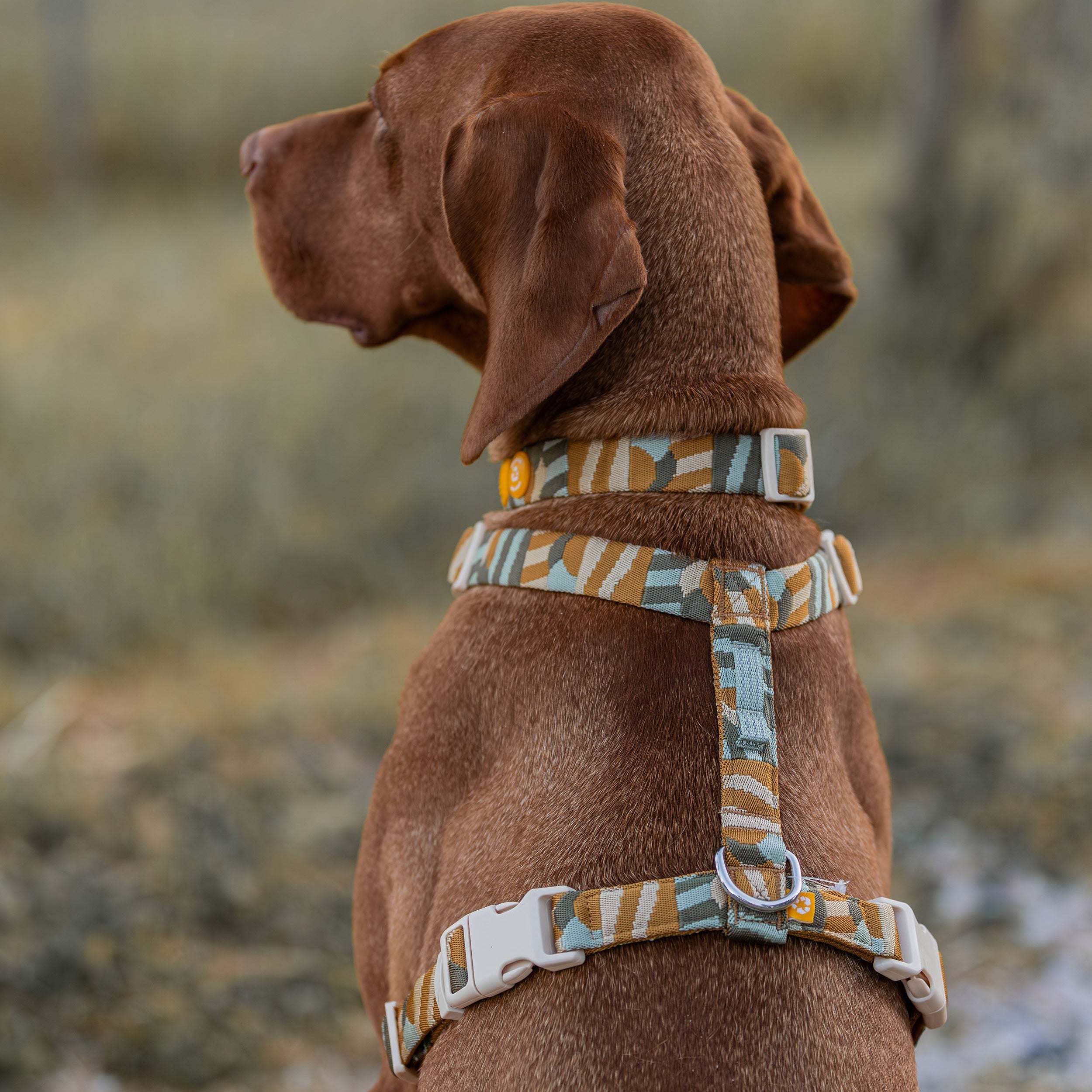 Woolly Wolf Cloudbeam Dog Harness