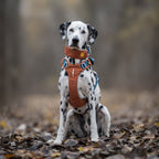 Woolly Wolf Alpha 360 Dog Harness Terracotta Mix