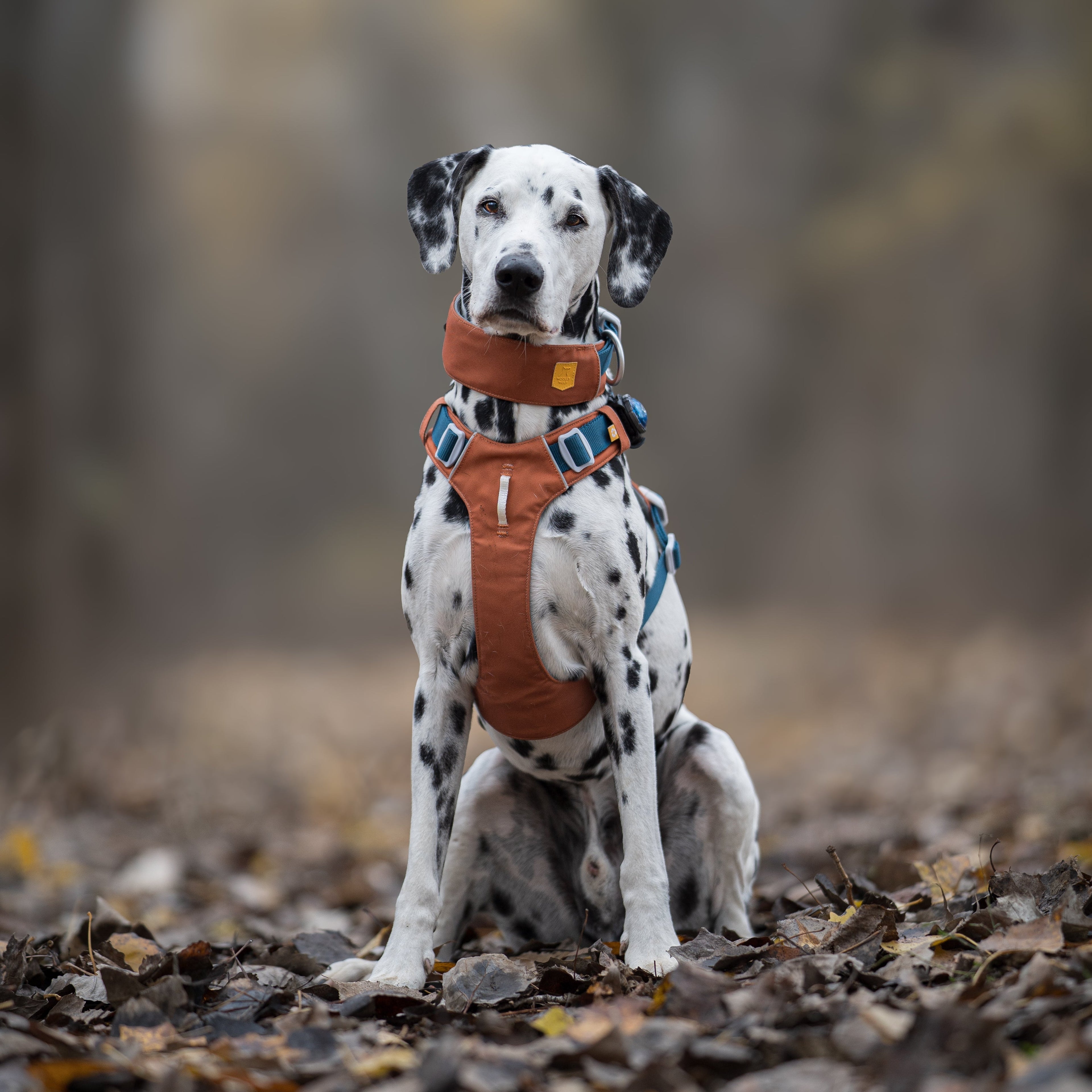 Woolly Wolf Alpha 360 Dog Harness Terracotta Mix