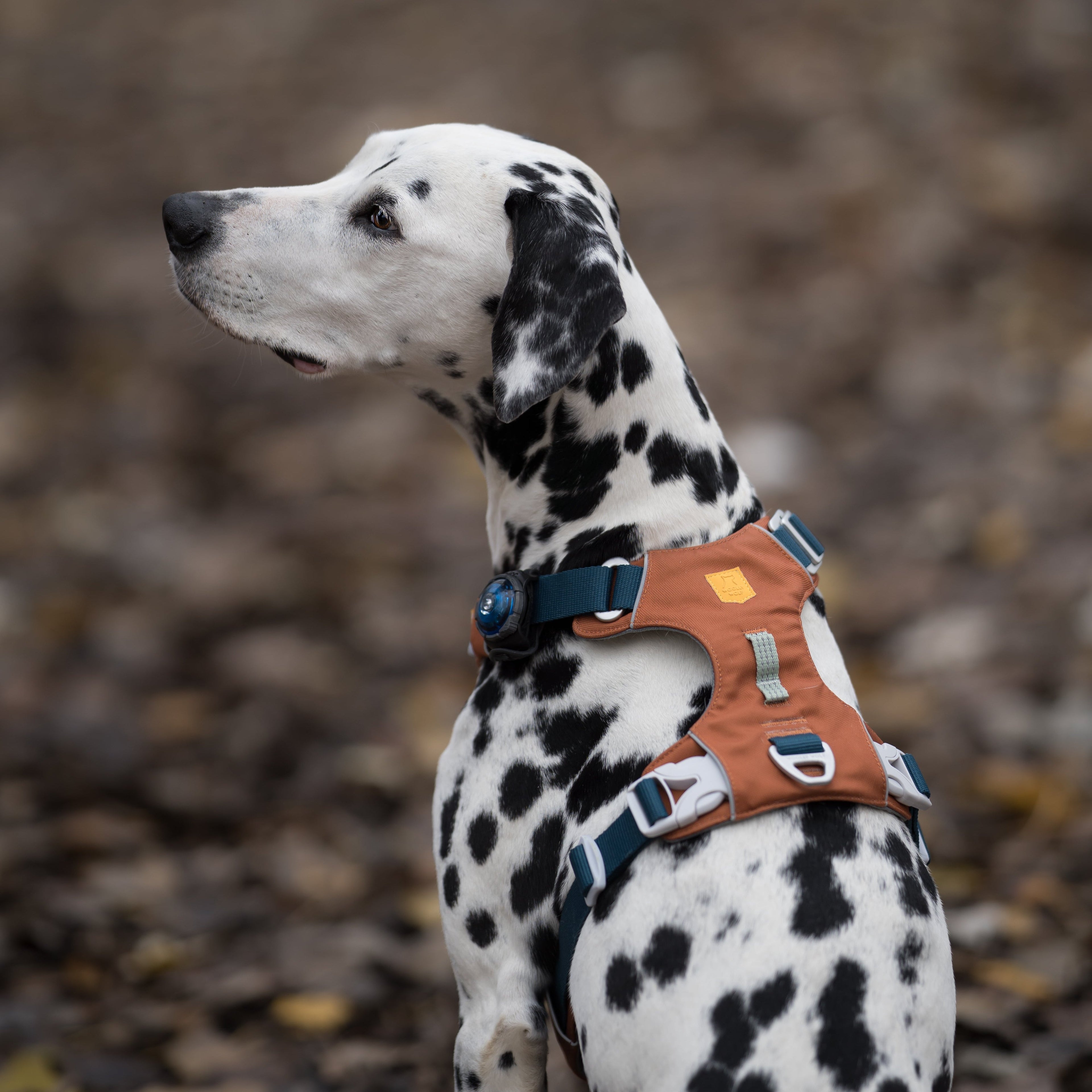 Woolly Wolf Alpha 360 Dog Harness Terracotta Mix
