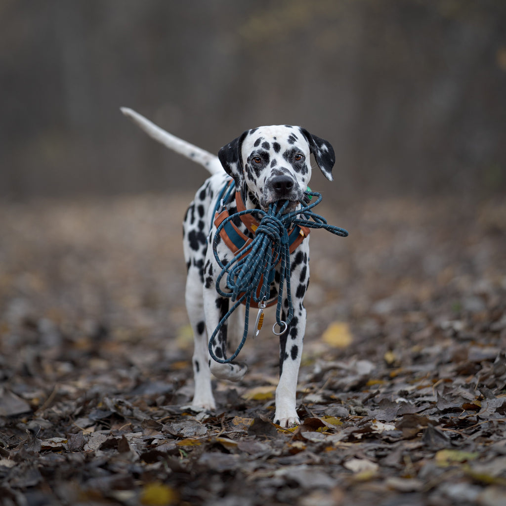 Woolly Wolf Long Rope Dog Leash Deep Teal
