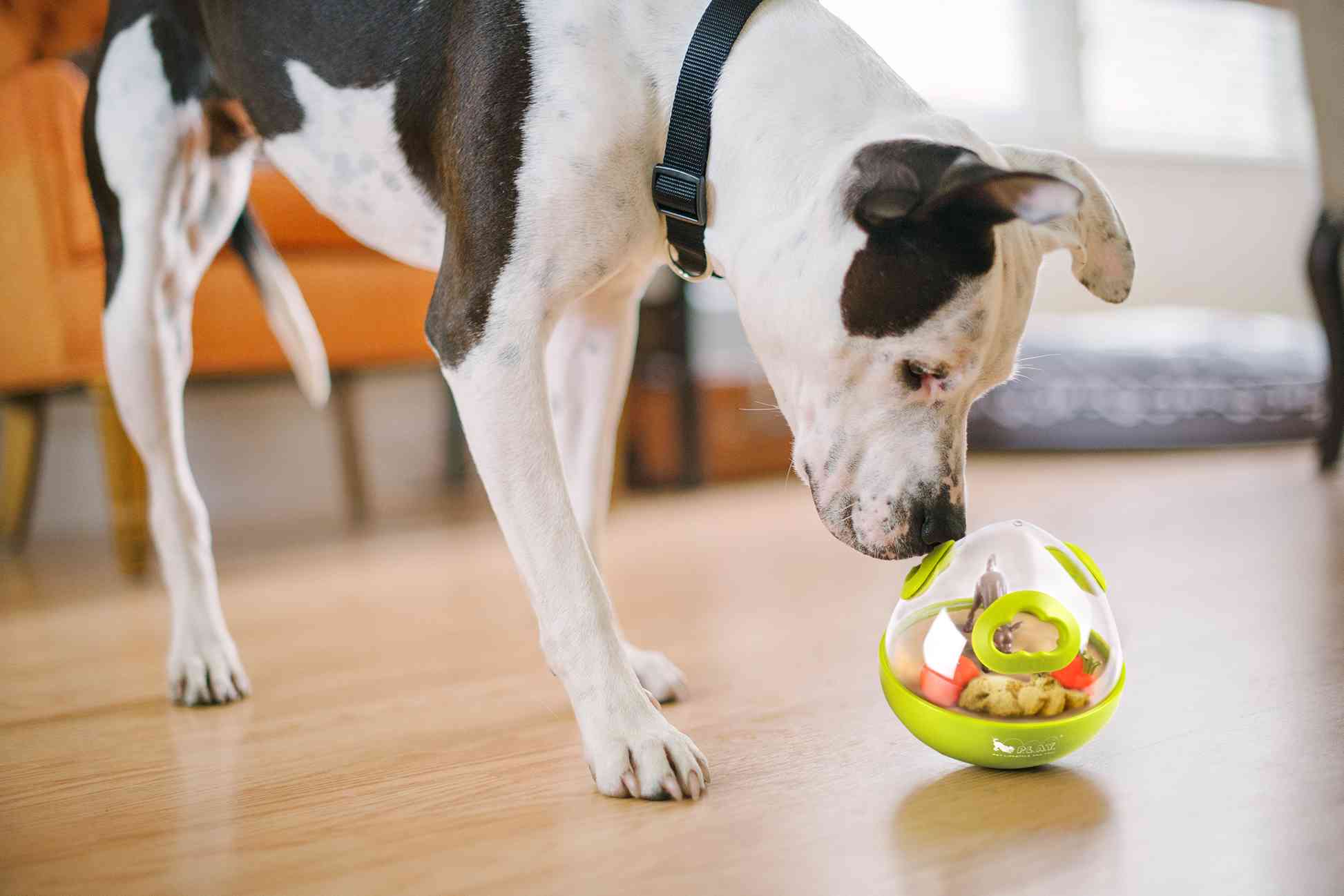 Dog Enrichment Toy - Wobble Ball