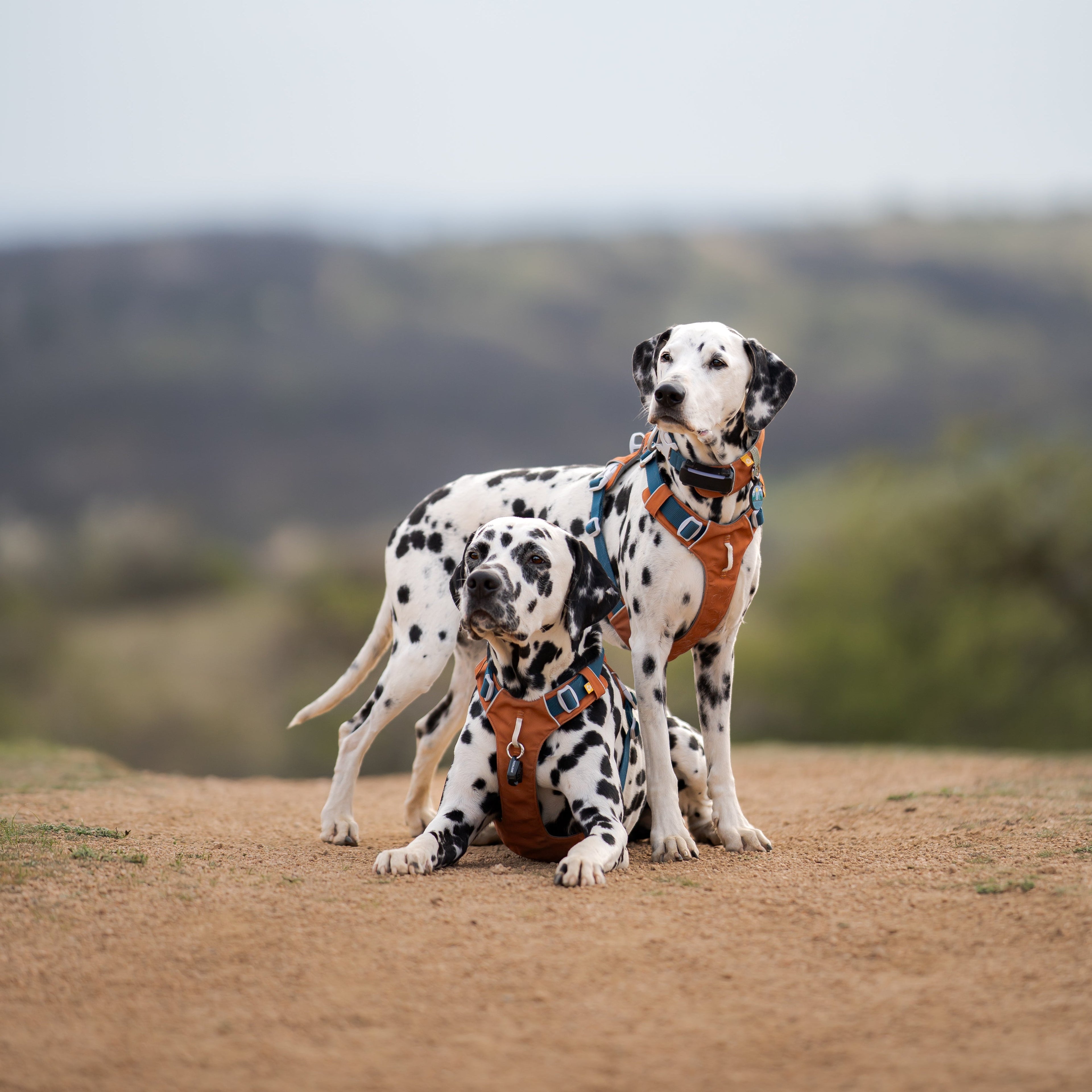 Woolly Wolf Alpha 360 Dog Harness Terracotta Mix