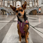 Woolly Wolf Alpha 360 Dog Harness Mauve Mix