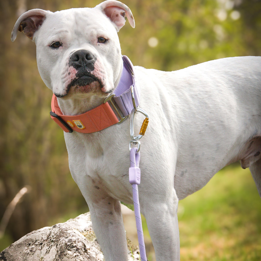 Woolly Wolf Rope Dog Leash Lavender