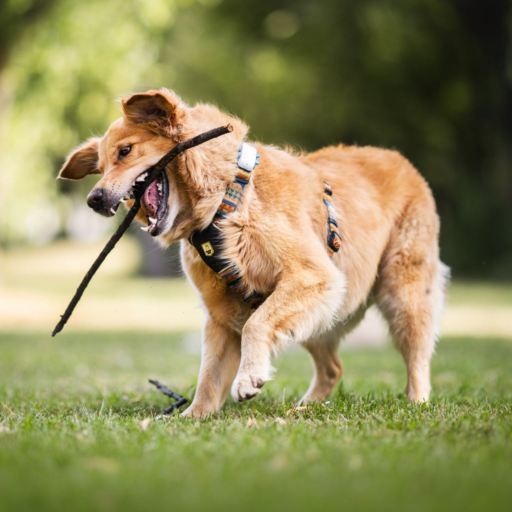 Woolly Wolf Nightless Night Dog Harness
