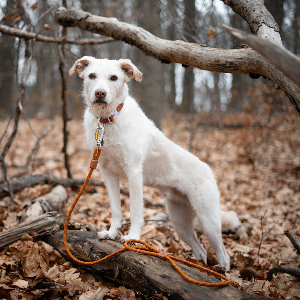 Woolly Wolf Rope Dog Leash Terracotta