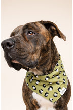 The Paws stylish dog bandana Singapore - pet neck scarf by Petizen - packaging