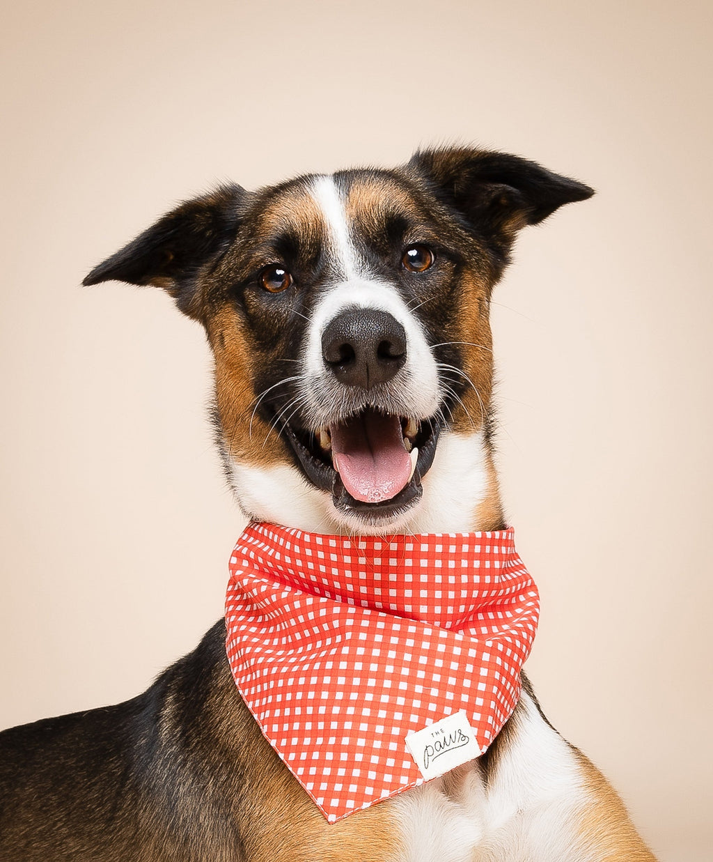 The Paws stylish dog bandana Singapore - pet neck scarf by Petizen - detail view