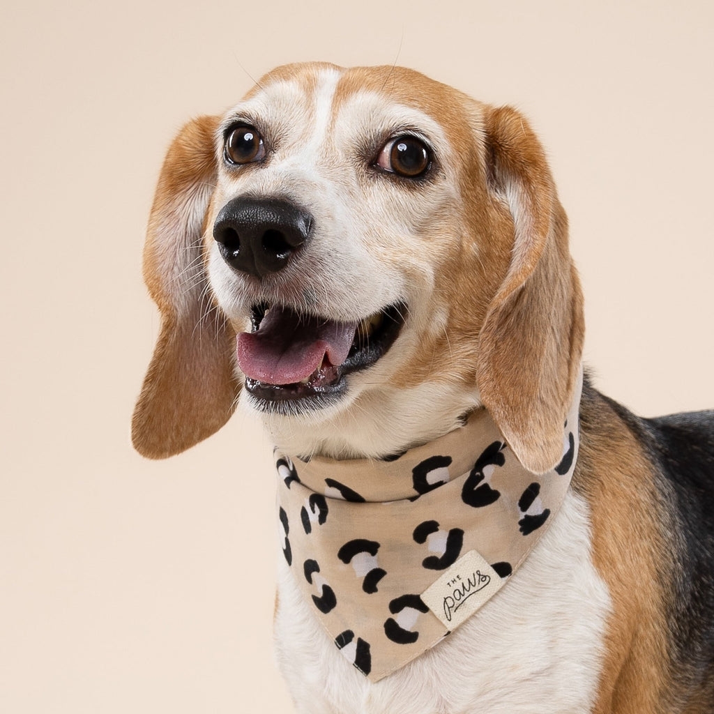 The Paws stylish dog bandana Singapore - pet neck scarf by Petizen - lifestyle