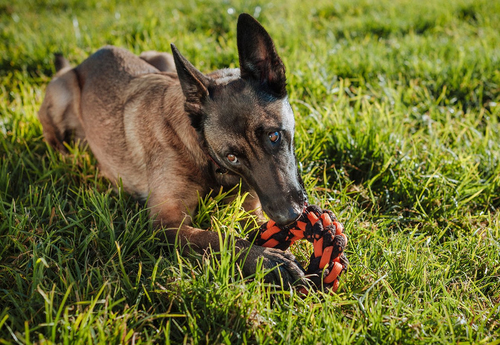 P.L.A.Y. NovaRope ring tug dog toy Singapore - durable rope ring toy - in use