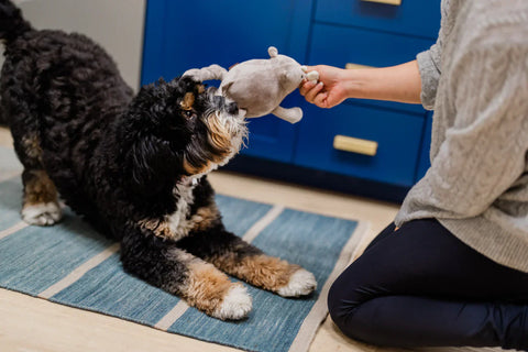Dog Plush Toy - Big Five of Africa Rhino