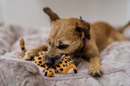 P.L.A.Y. Big Five Leopard dog plush squeaky toy Singapore - in use