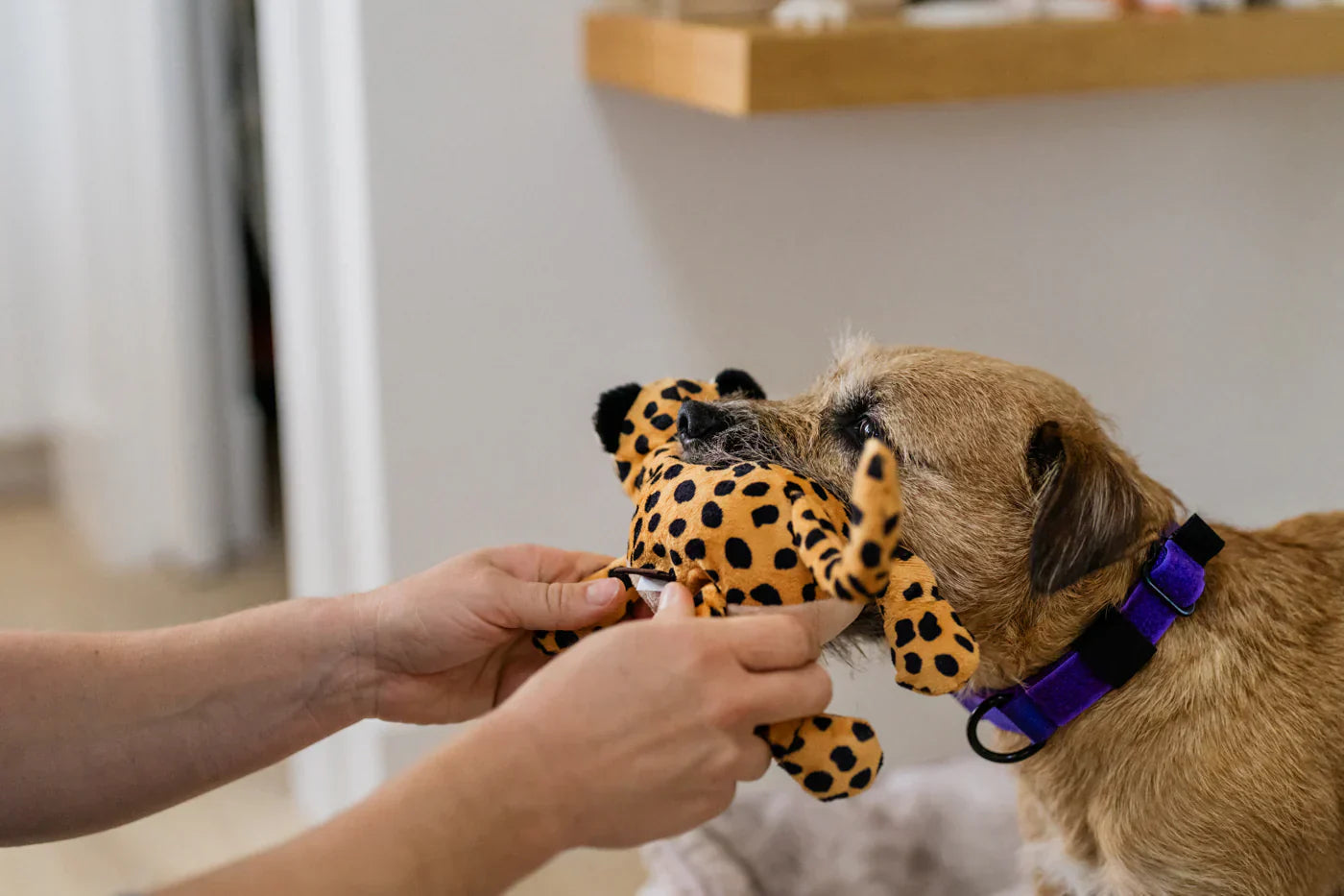 P.L.A.Y. Big Five Leopard dog plush squeaky toy Singapore - packaging