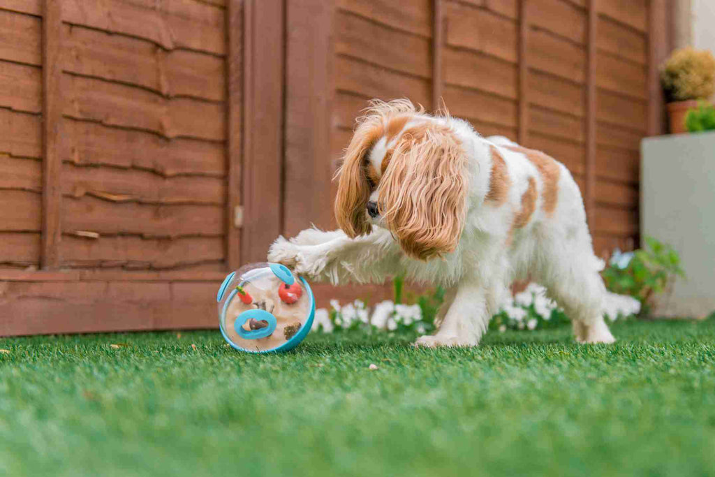 Dog enrichment wobble ball treat dispenser toy Singapore by Brightkins - product overview