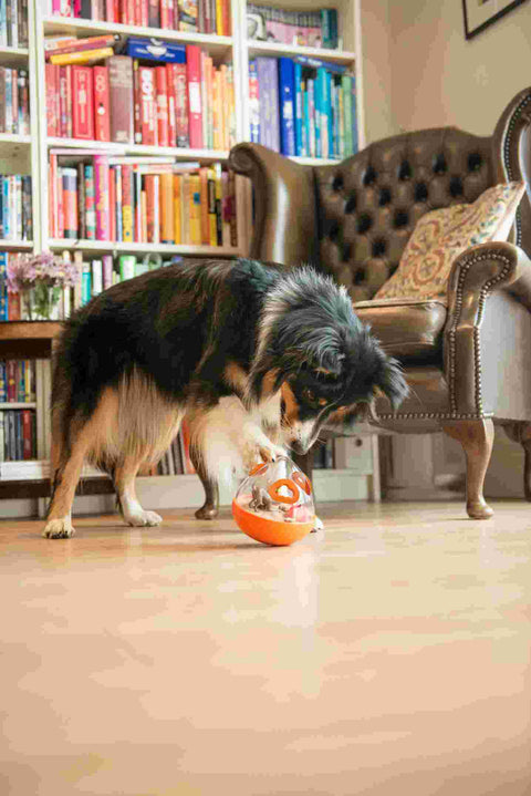 Dog Enrichment Toy - Wobble Ball
