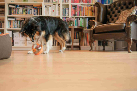 Dog Enrichment Toy - Wobble Ball