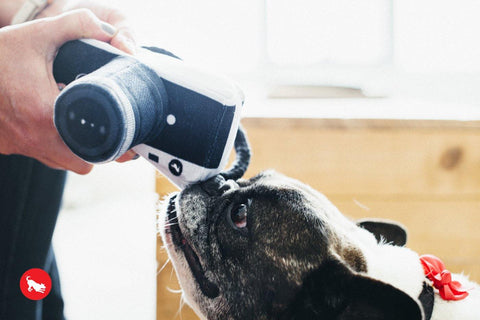 Globetrotter Collection - Petisan