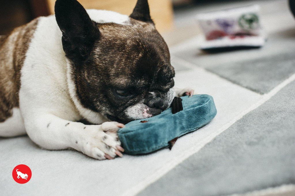 P.L.A.Y. Globetrotter travel dog plush toy collection Singapore - lifestyle