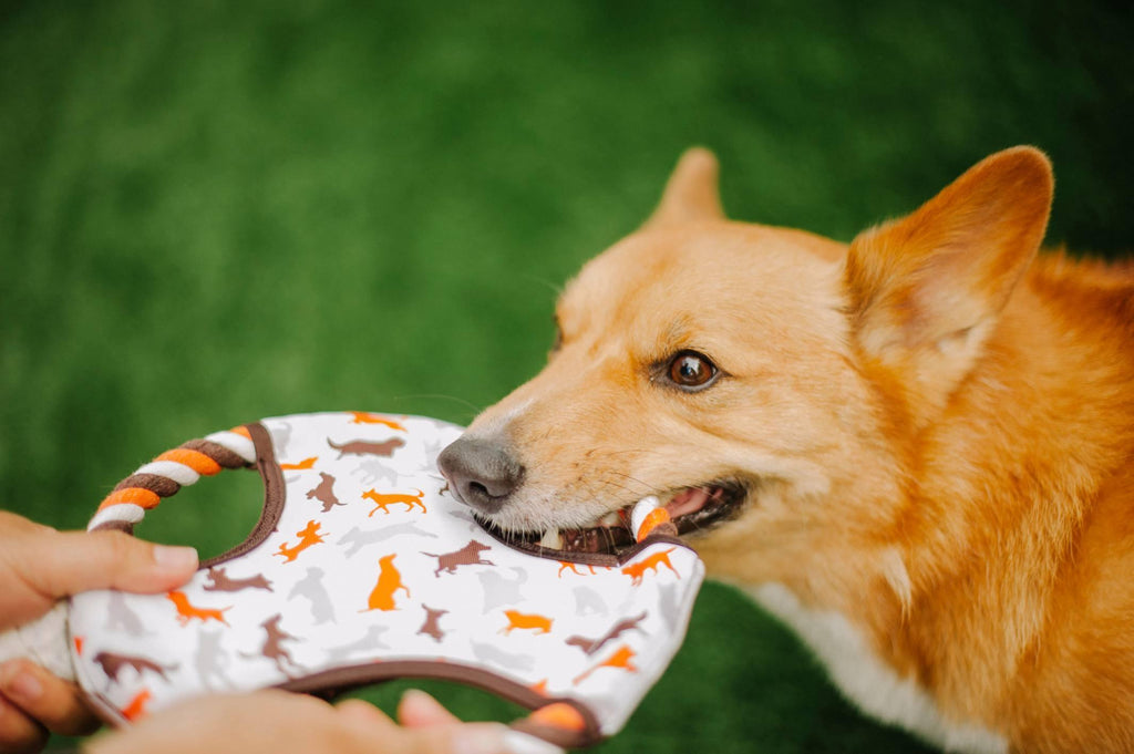 Dog flying disc frisbee fetch toy Singapore - outdoor toy by Petizen - side view