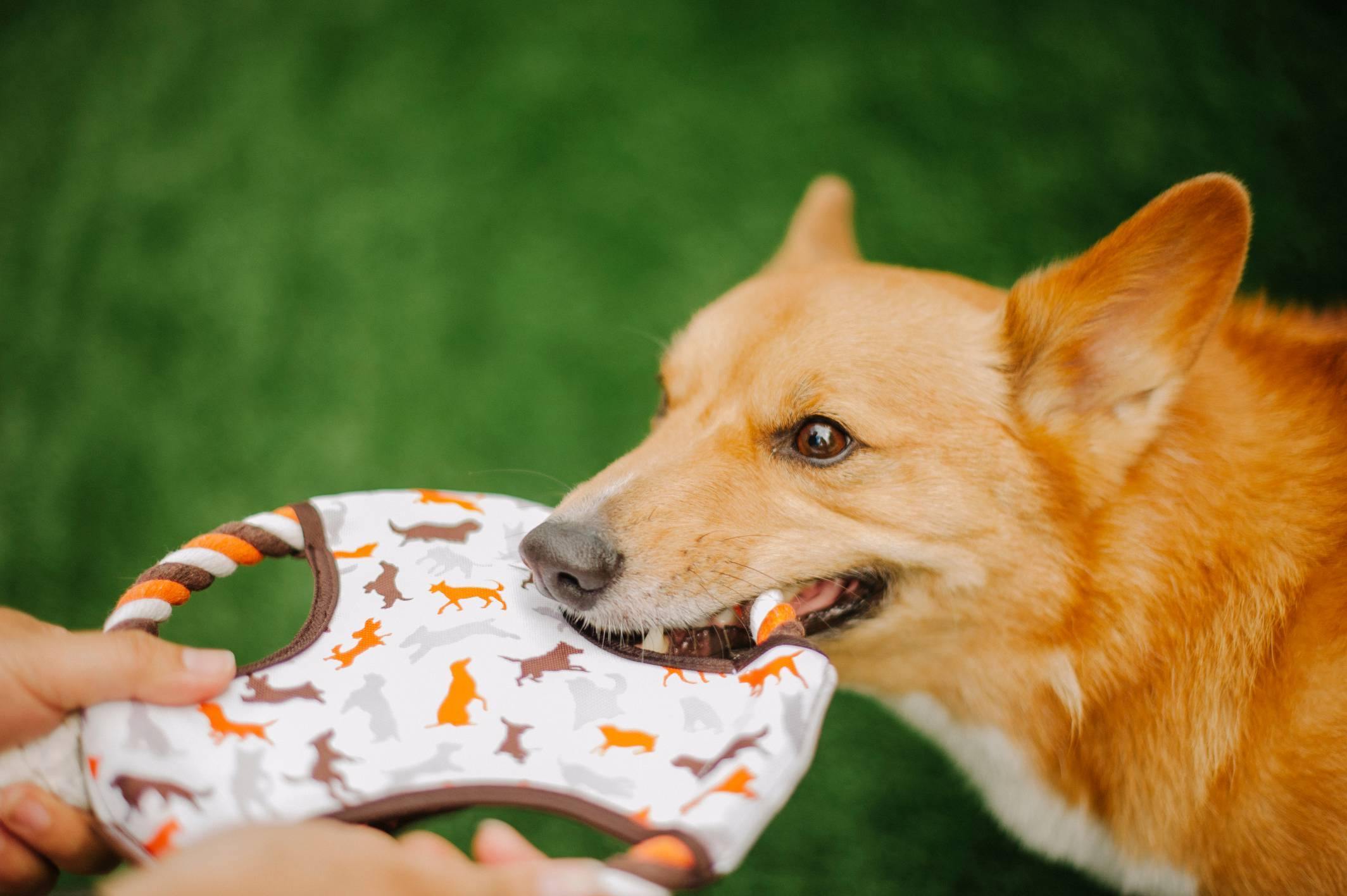 Dog flying disc frisbee fetch toy Singapore - outdoor toy by Petizen - side view
