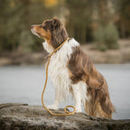 Woolly Wolf Retriever Leash Wood Brown