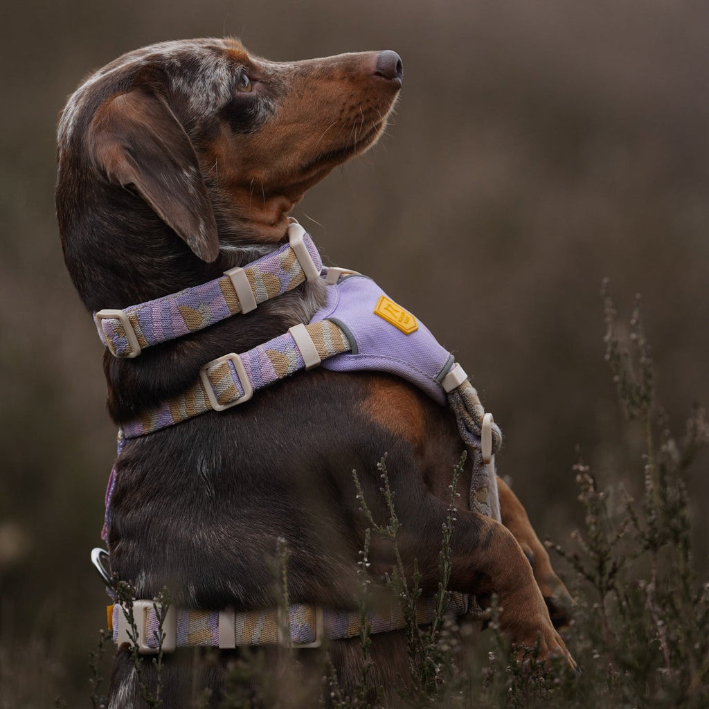 Woolly Wolf Sunshower Dog Harness
