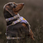 Woolly Wolf Sunshower Dog Harness