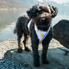 Woolly Wolf Sunshower Dog Harness