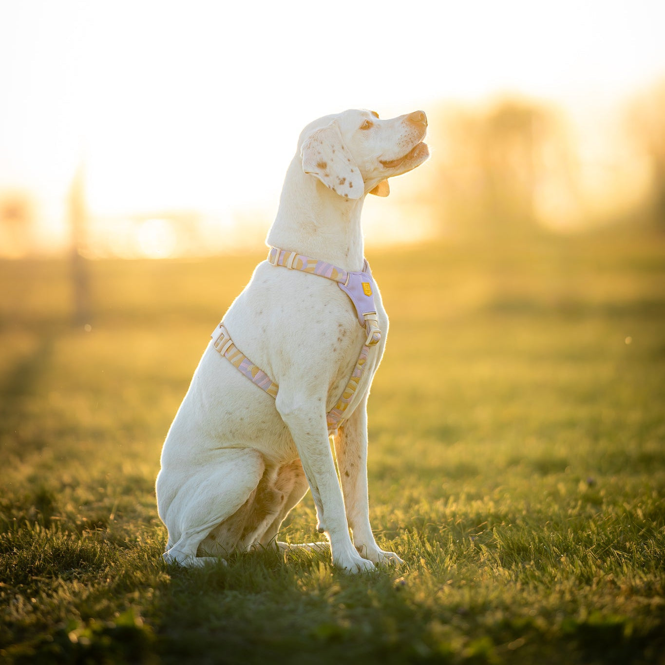 Woolly Wolf Sunshower Dog Harness