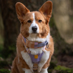 Woolly Wolf Sunshower Dog Harness