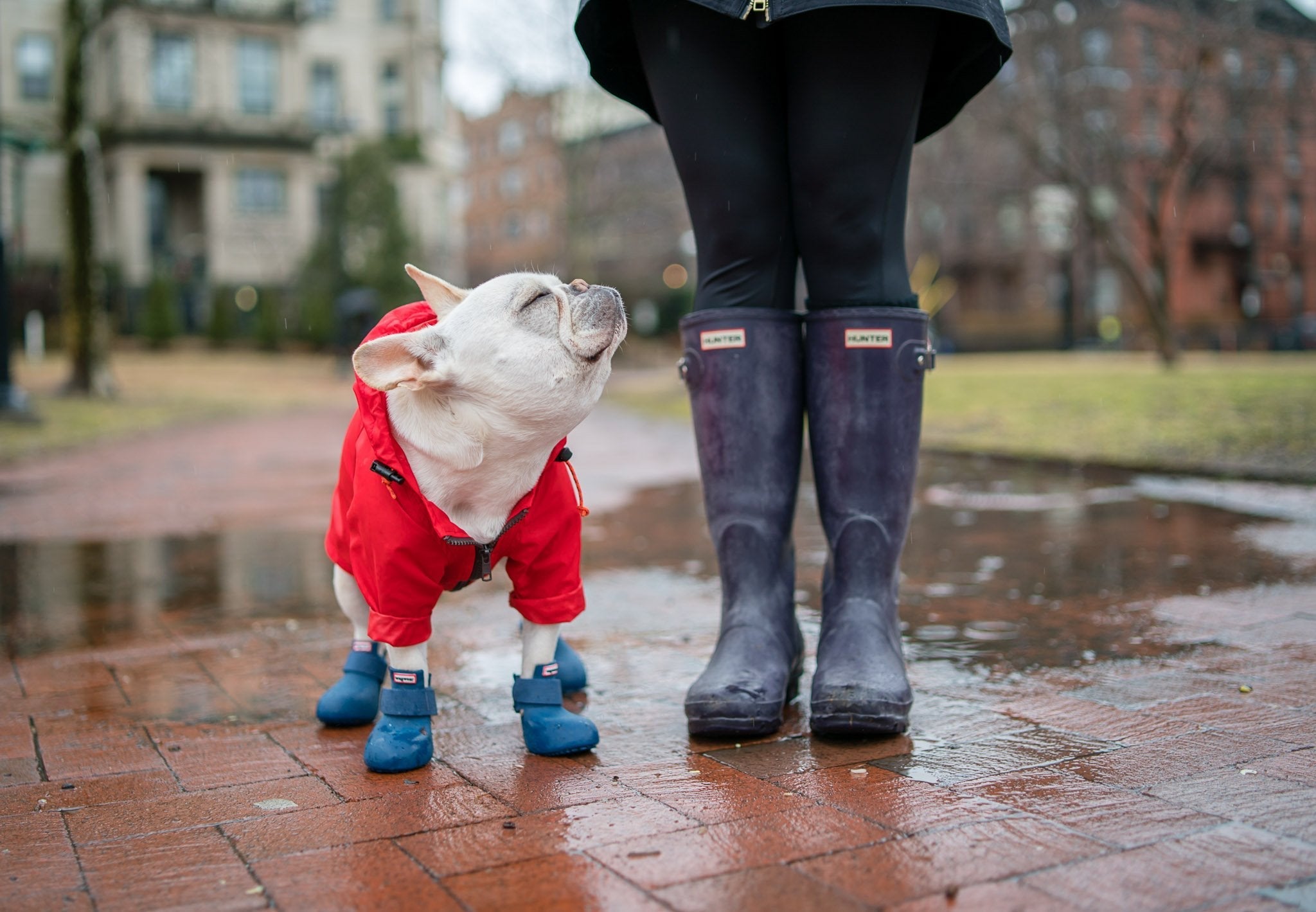 Wagwear Dog Boots - WagWellies™ (1 pair of 2)
