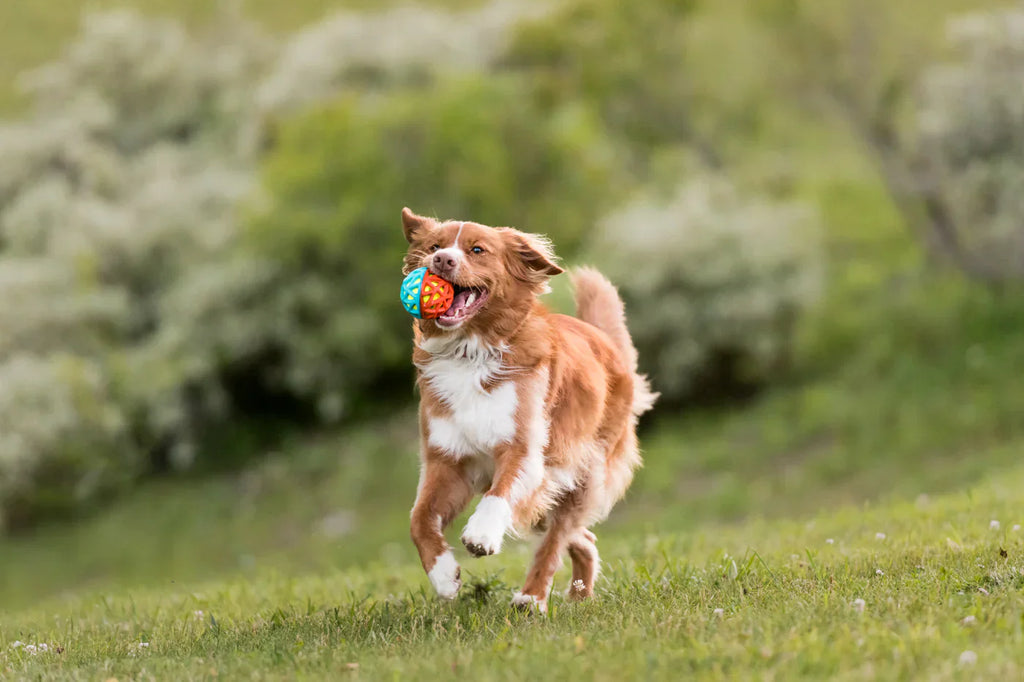 GoGo Astro interactive dog ball toy Singapore - bouncy fetch toy - side view