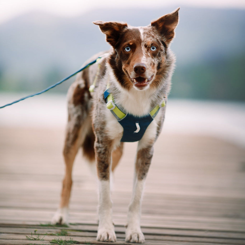 Woolly Wolf Alpha 360 Dog Harness Deep Teal