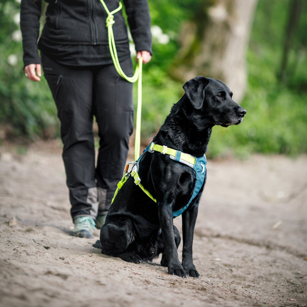 Woolly Wolf Alpha 360 Dog Harness Deep Teal