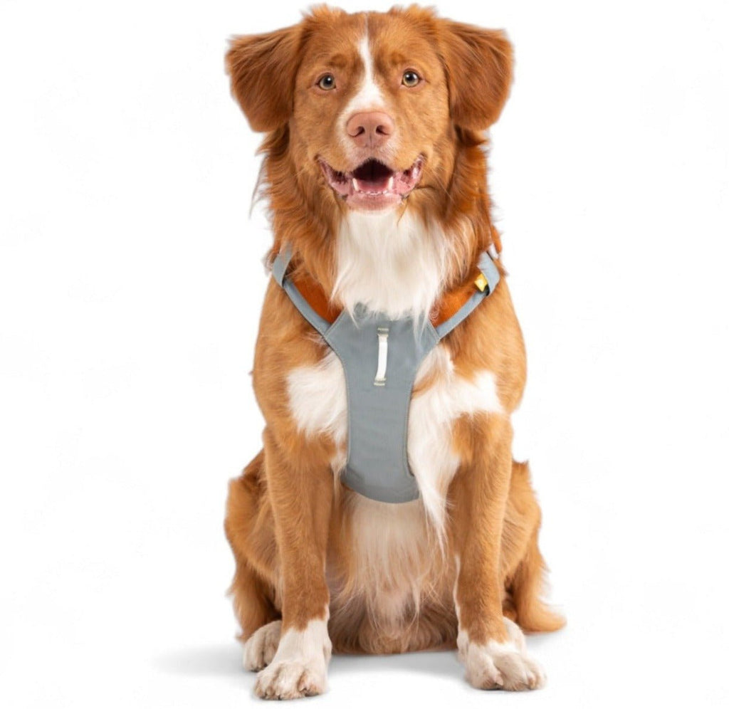 Woolly Wolf Alpha 360 Dog Harness Glacier Green Mix