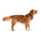 Woolly Wolf Alpha 360 Dog Harness Glacier Green Mix