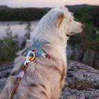 Woolly Wolf Alpha 360 Dog Harness Glacier Green Mix