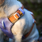 Woolly Wolf Alpha 360 Dog Harness Lavender