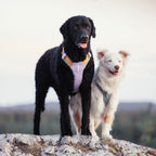 Woolly Wolf Alpha 360 Dog Harness Lavender