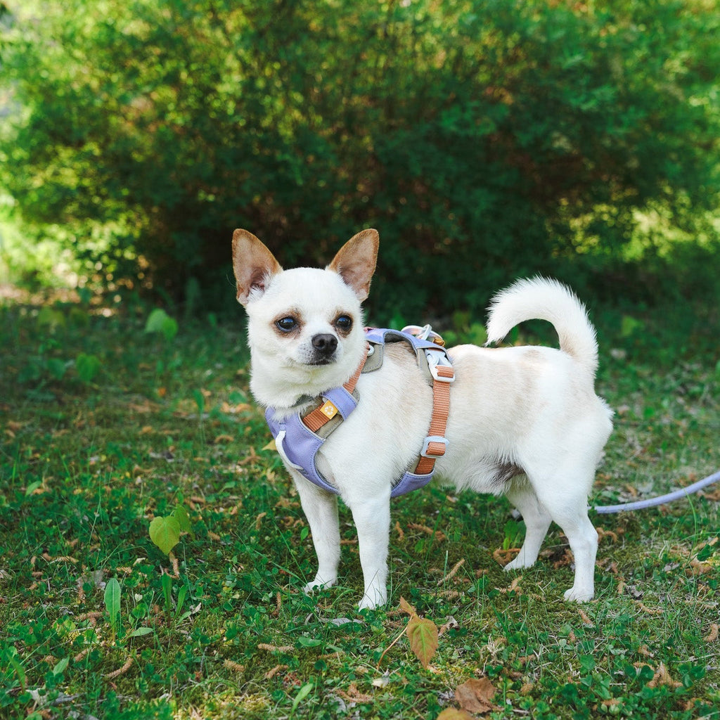 Woolly Wolf Alpha 360 Dog Harness Lavender