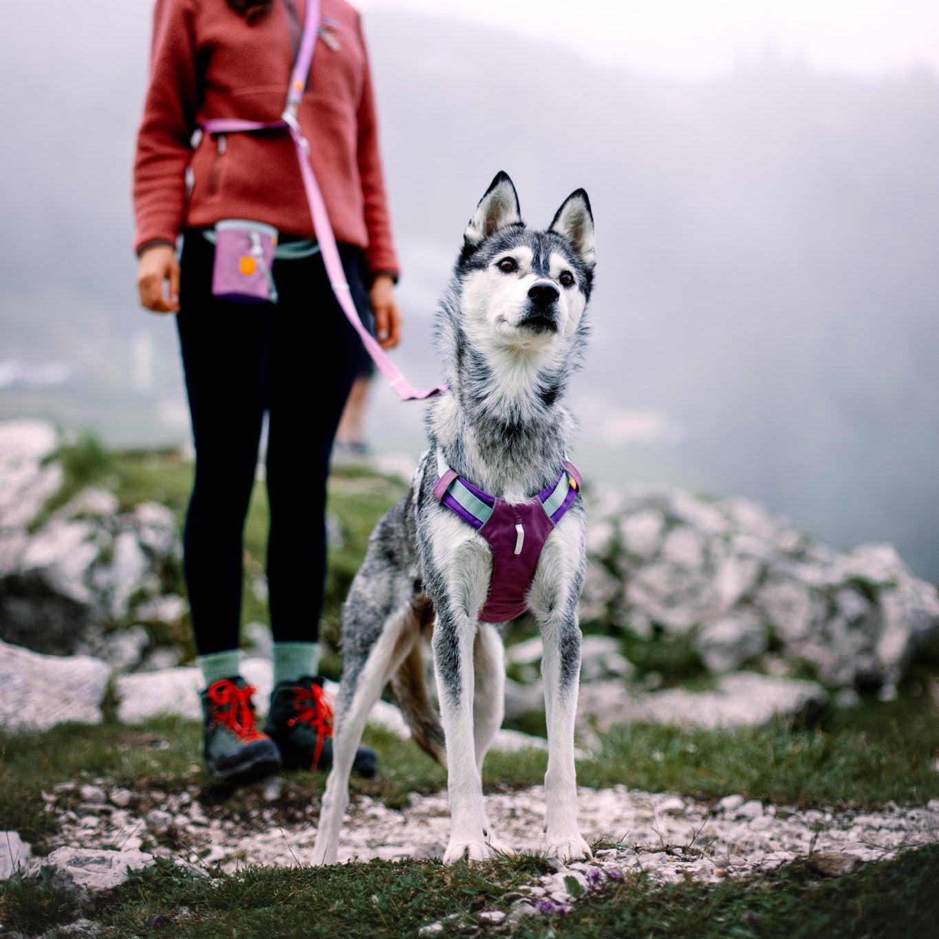 Woolly Wolf Alpha 360 Dog Harness Mauve Mix