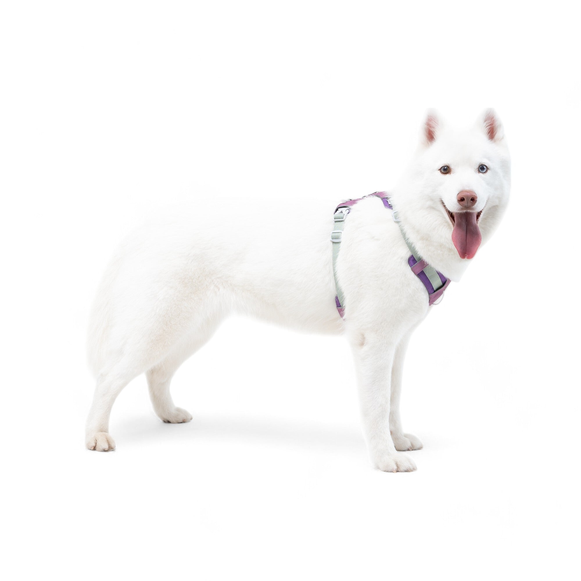 Woolly Wolf Alpha 360 Dog Harness Mauve Mix