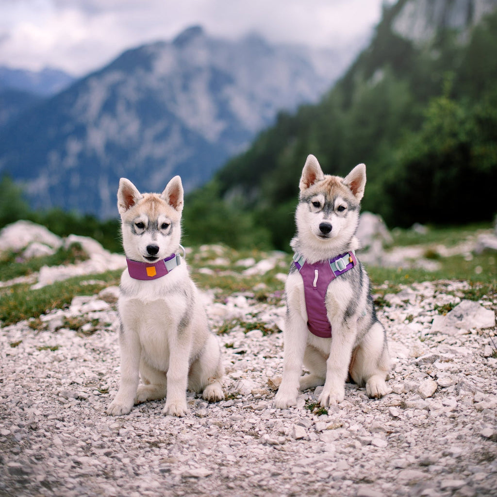 Woolly Wolf Alpha 360 Dog Harness Mauve Mix